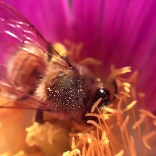 Bee Collecting Pollen Video